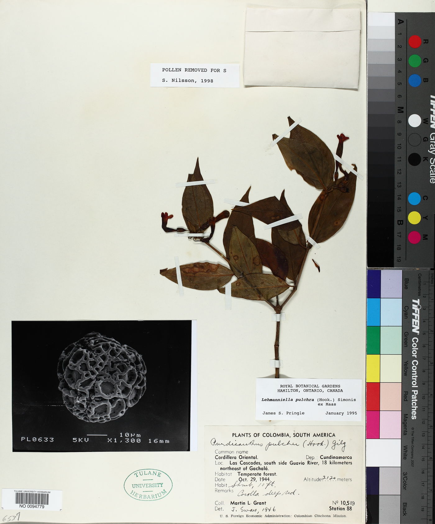 Lehmanniella image