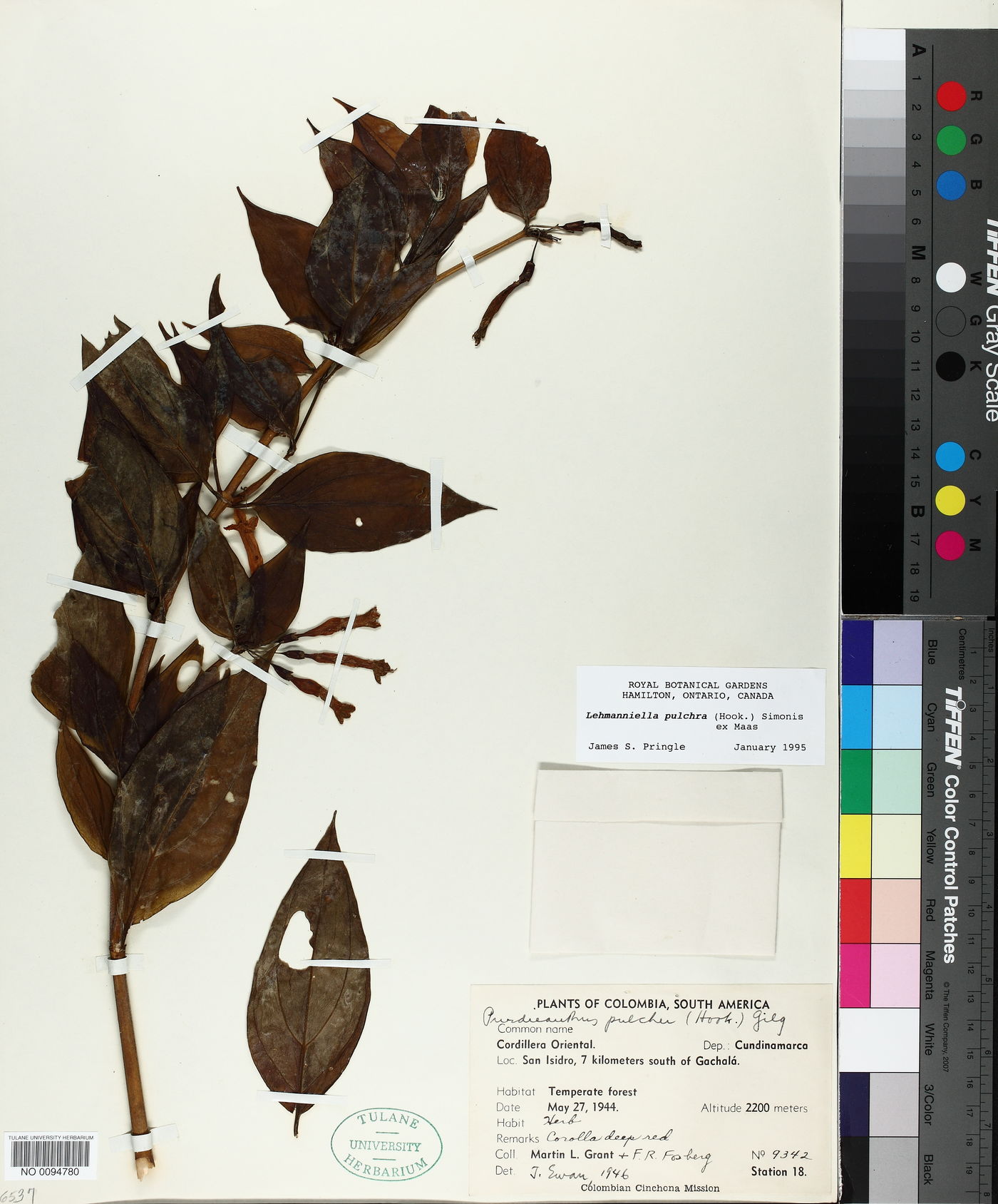 Lehmanniella pulchra image