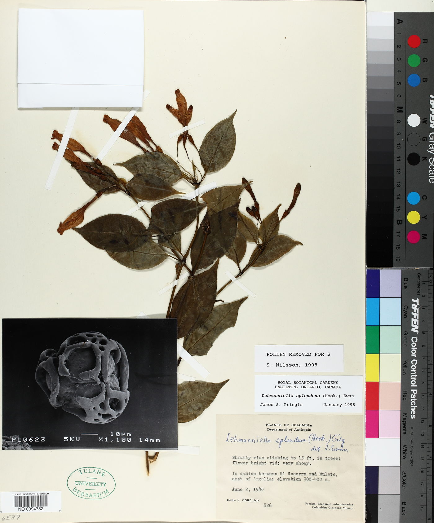 Lehmanniella splendens image