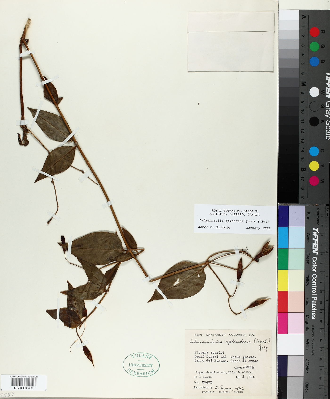 Lehmanniella splendens image