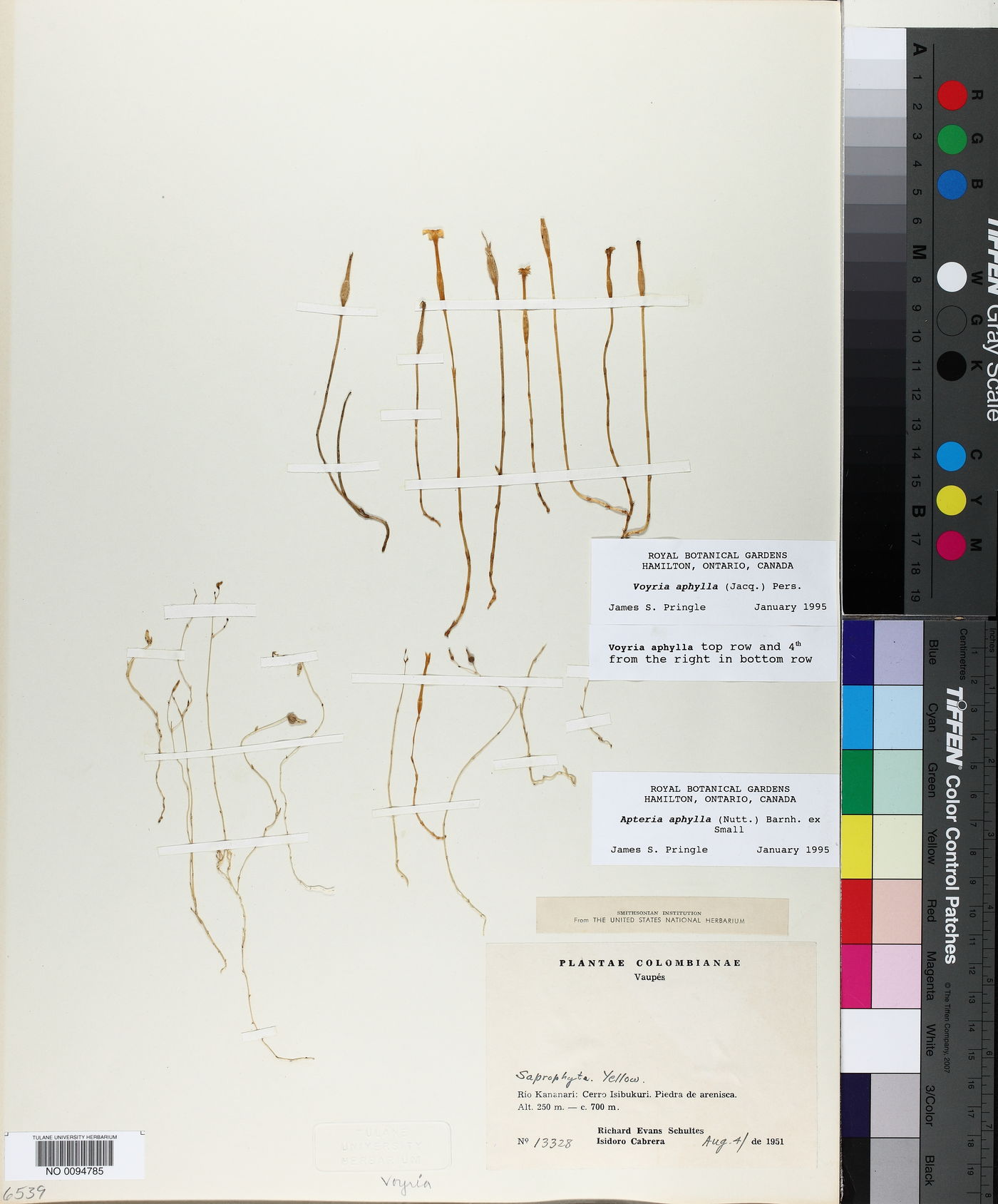 Voyria aphylla image