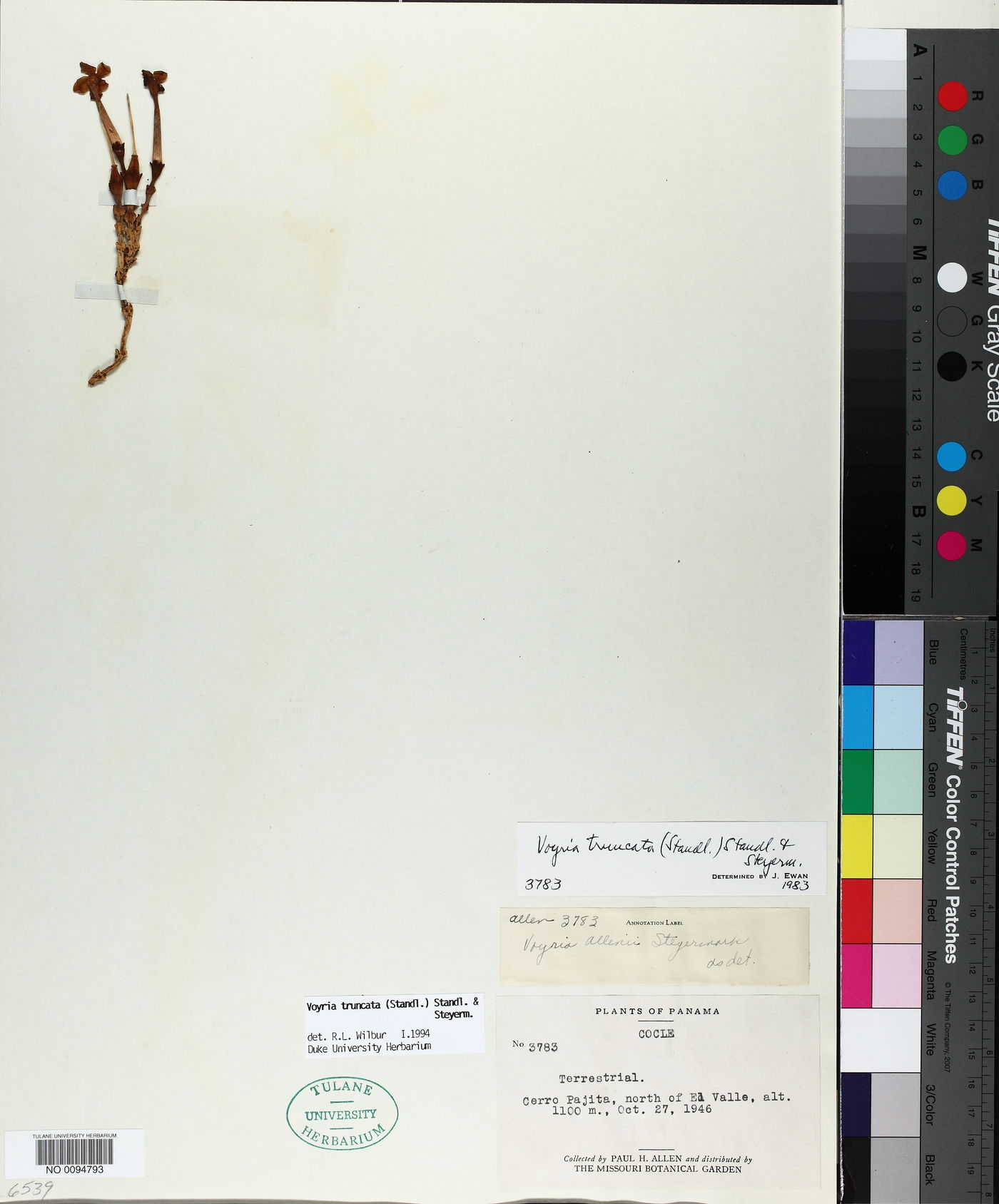 Voyria truncata image