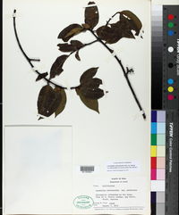 Lacmellea arborescens var. peruviana image