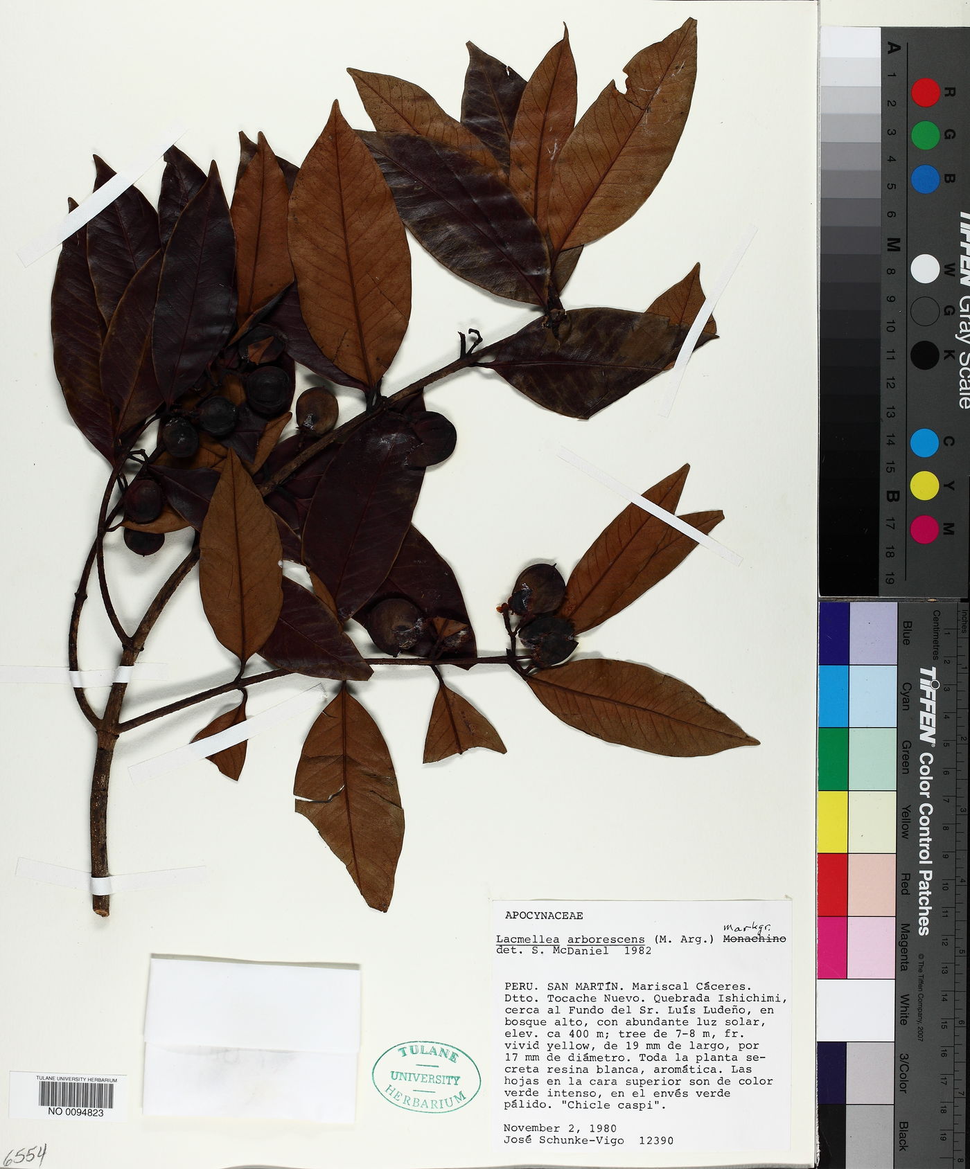 Lacmellea arborescens image