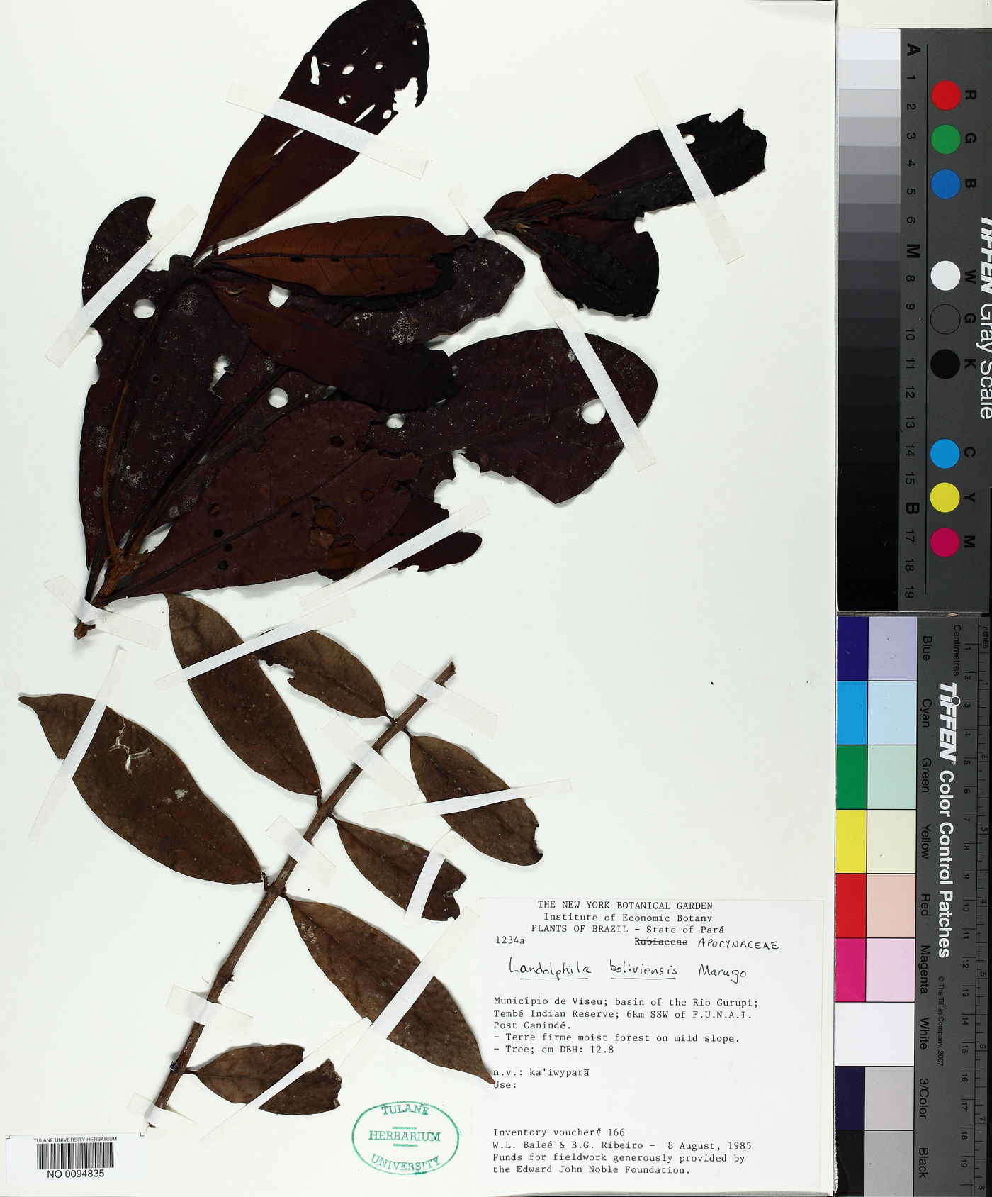 Landolphia boliviensis image