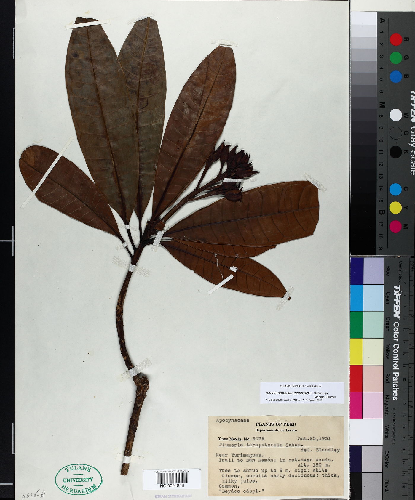 Himatanthus tarapotensis image