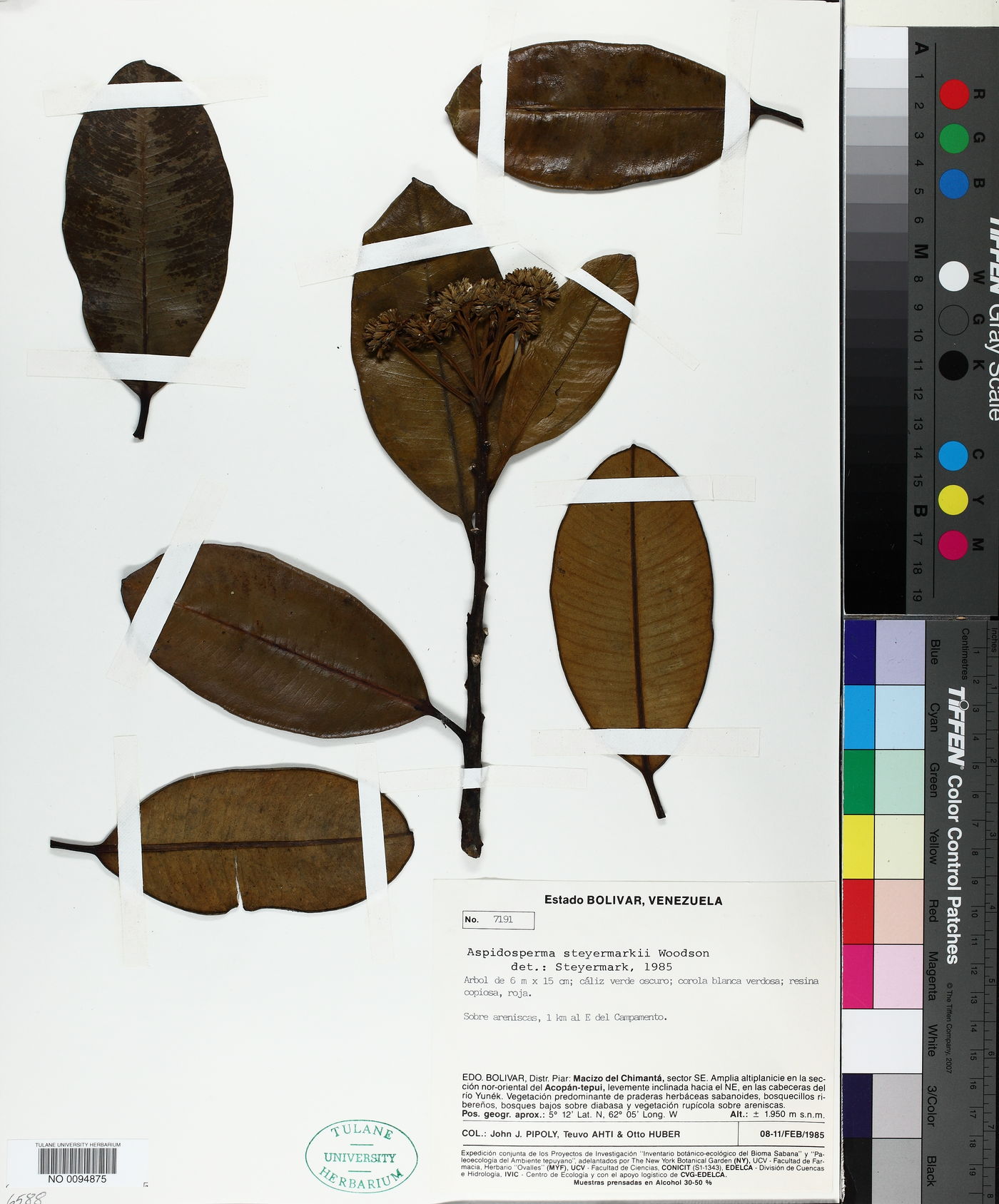 Aspidosperma steyermarkii image
