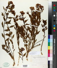 Amsonia tomentosa image