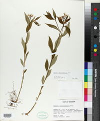 Amsonia tabernaemontana image