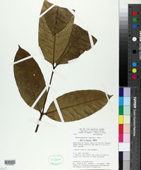 Tabernaemontana angulata image