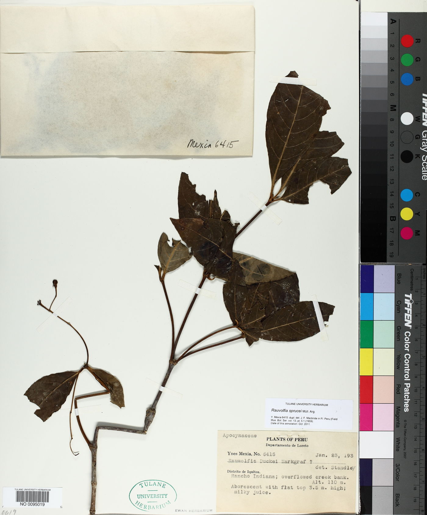 Rauvolfia sprucei image
