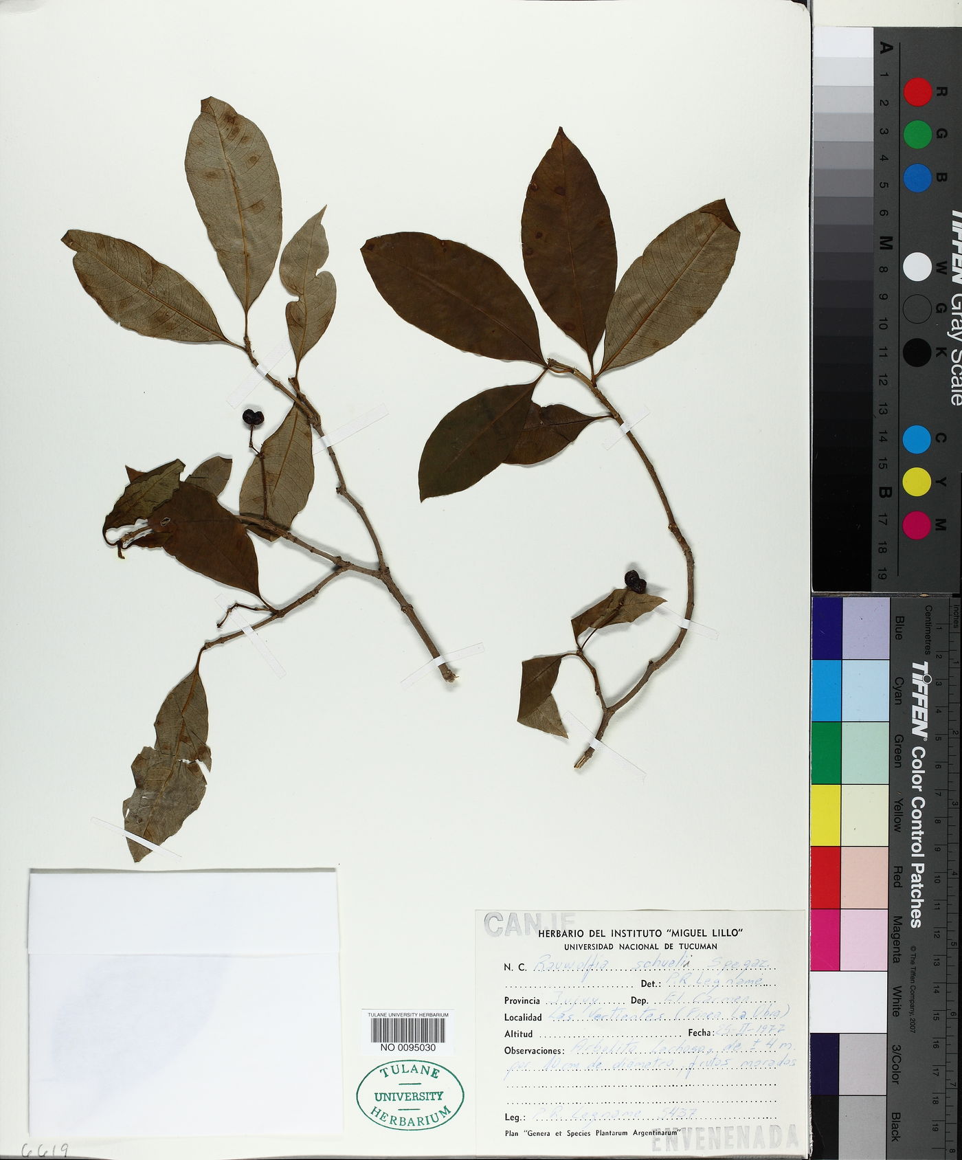 Rauvolfia schuelii image