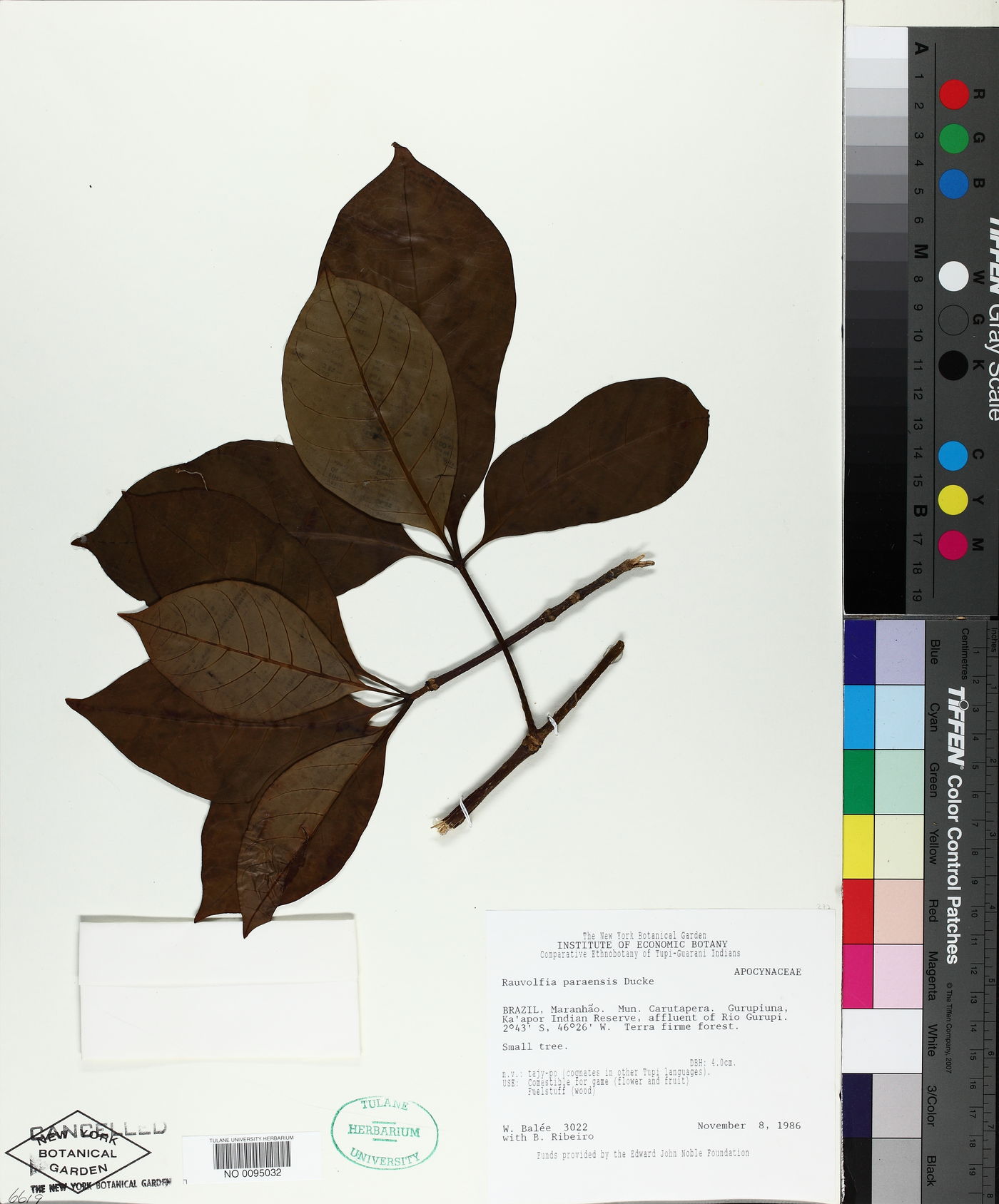 Rauvolfia paraensis image