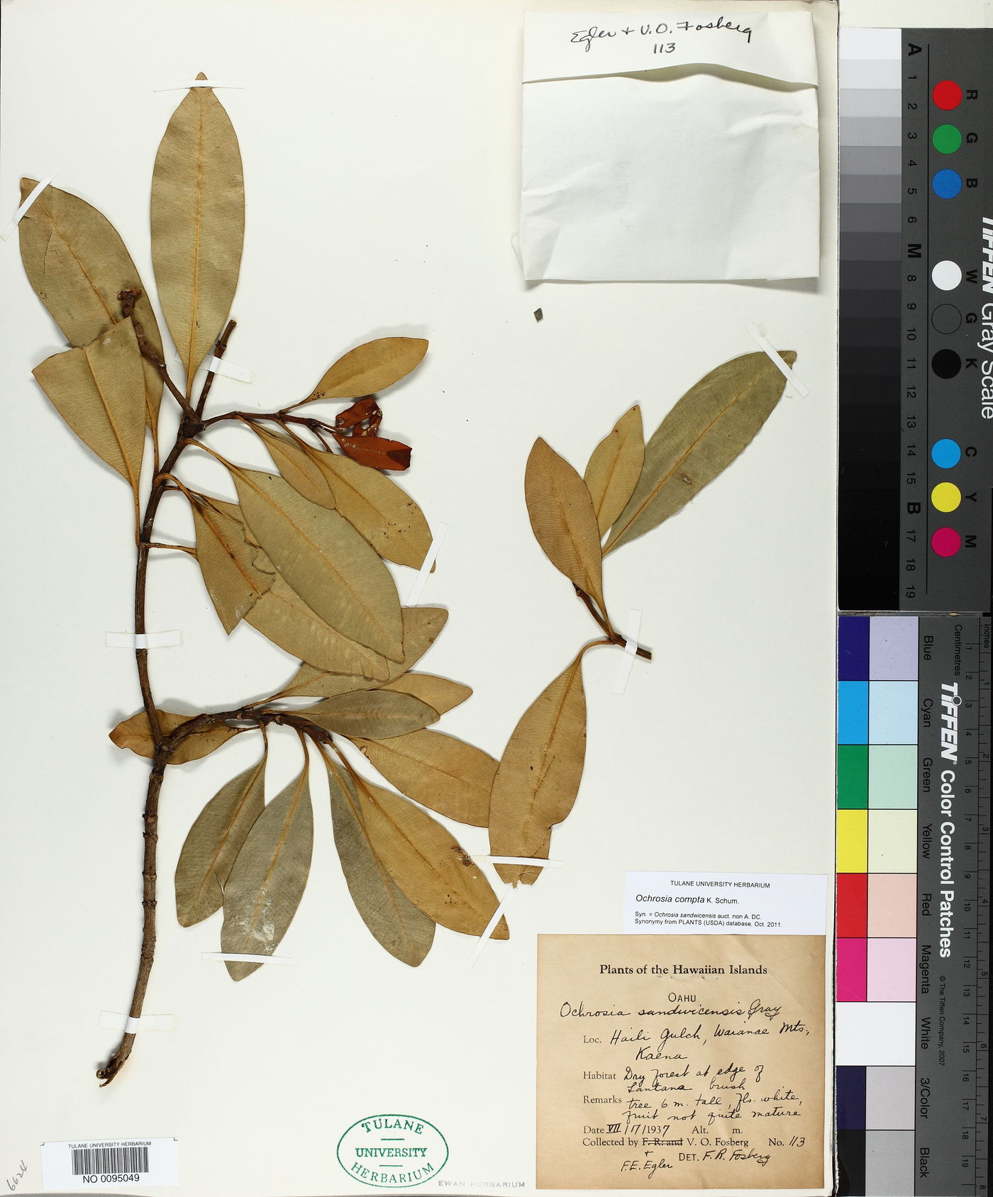 Ochrosia compta image
