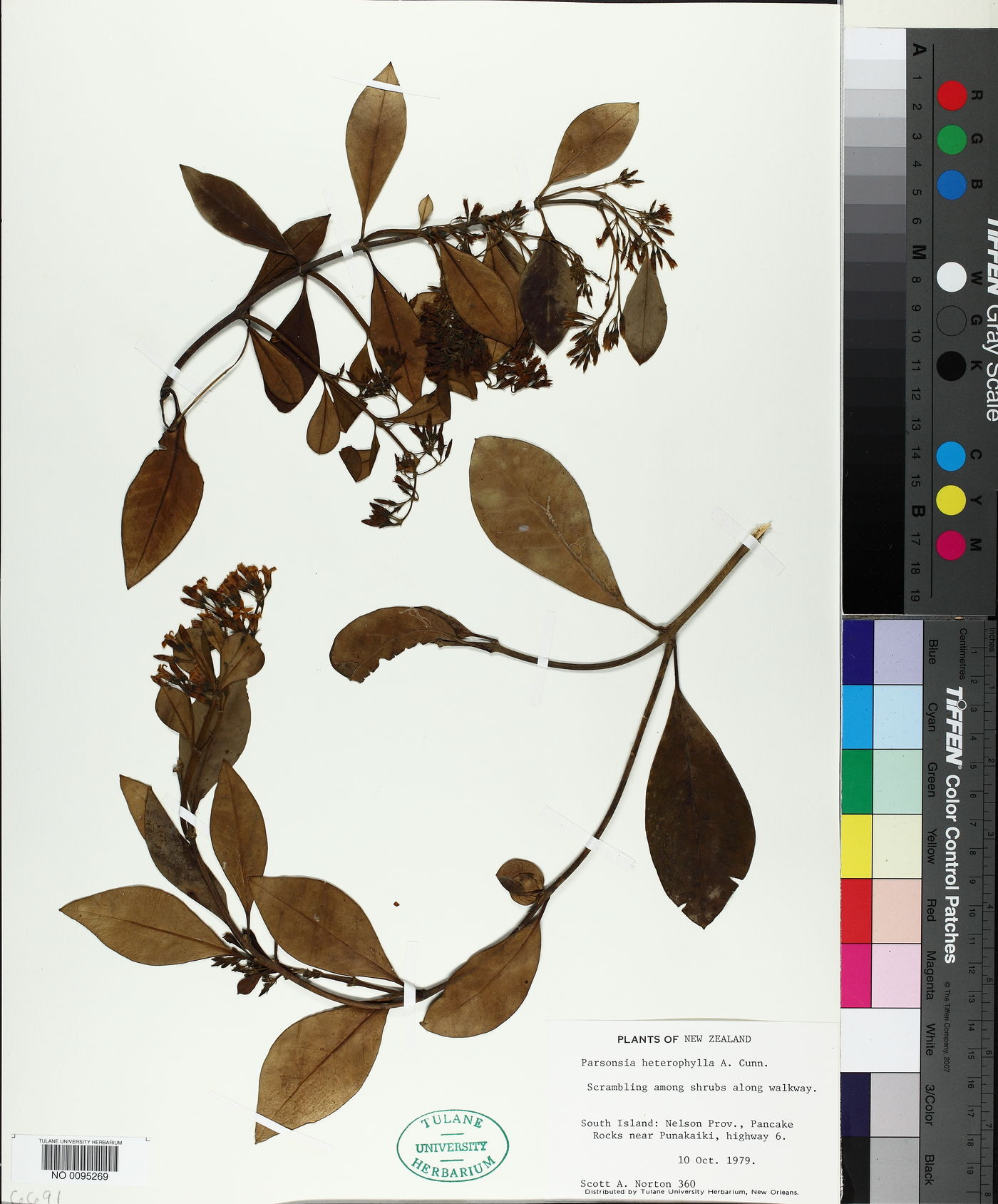 Parsonsia image