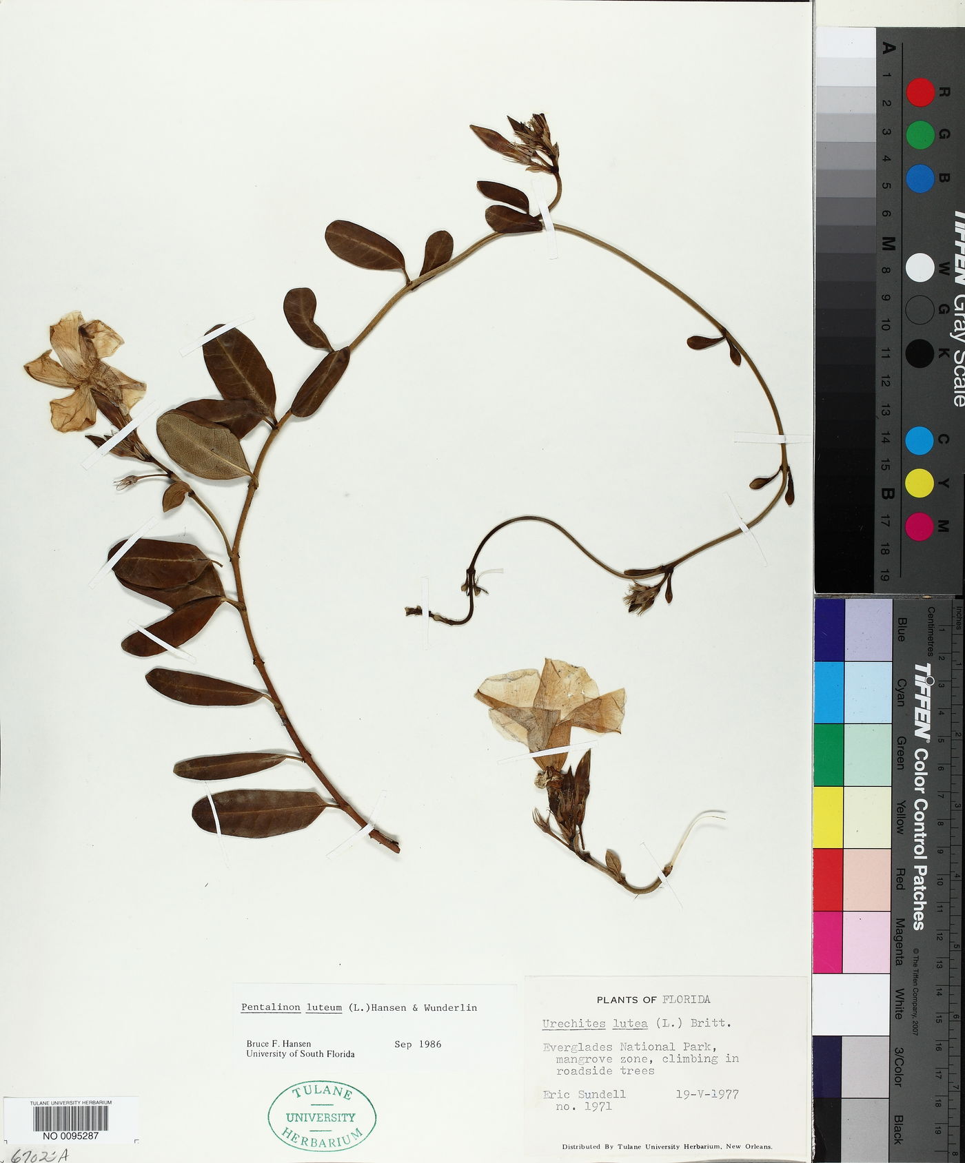 Pentalinon luteum image