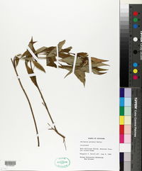 Asclepias perennis image