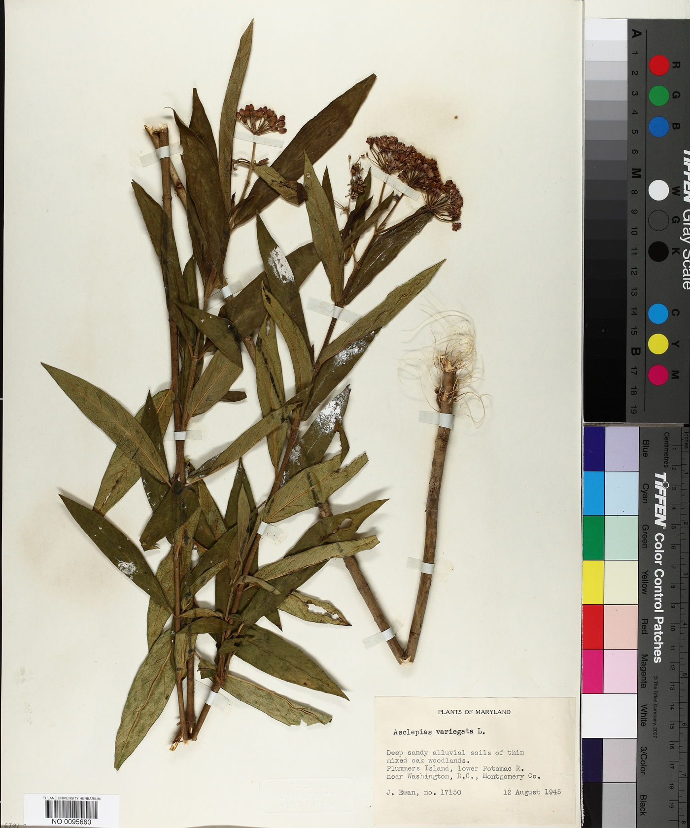 Asclepias variegata image