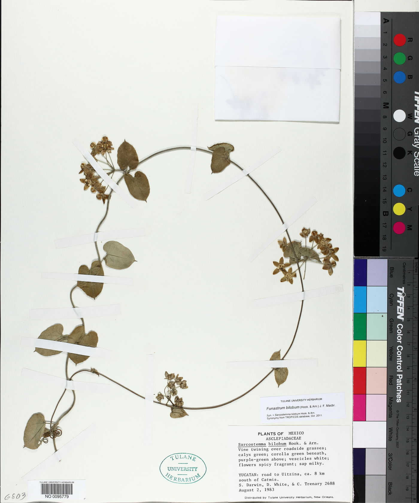 Funastrum bilobum image