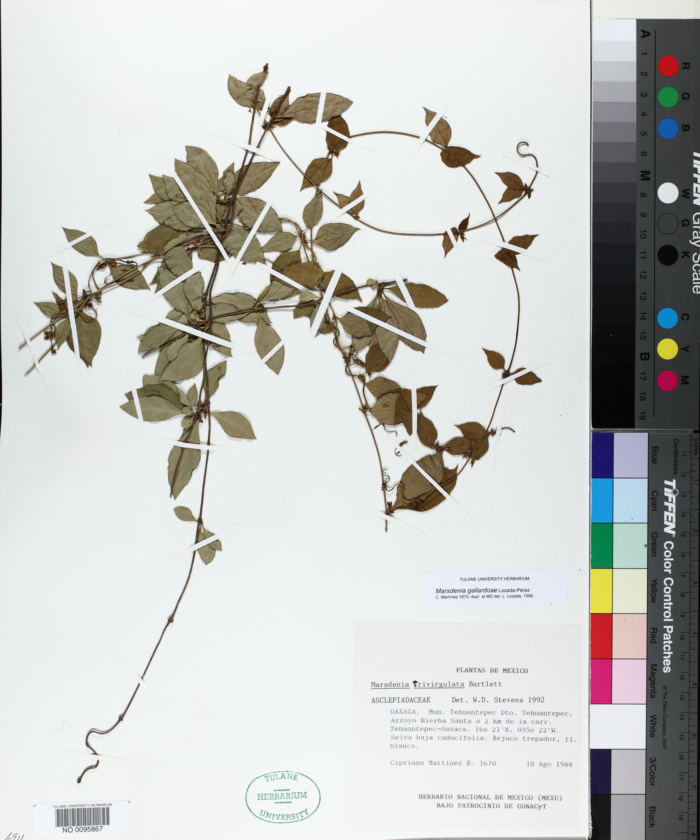 Marsdenia gallardoae image