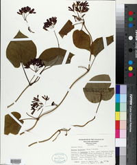 Matelea decipiens image