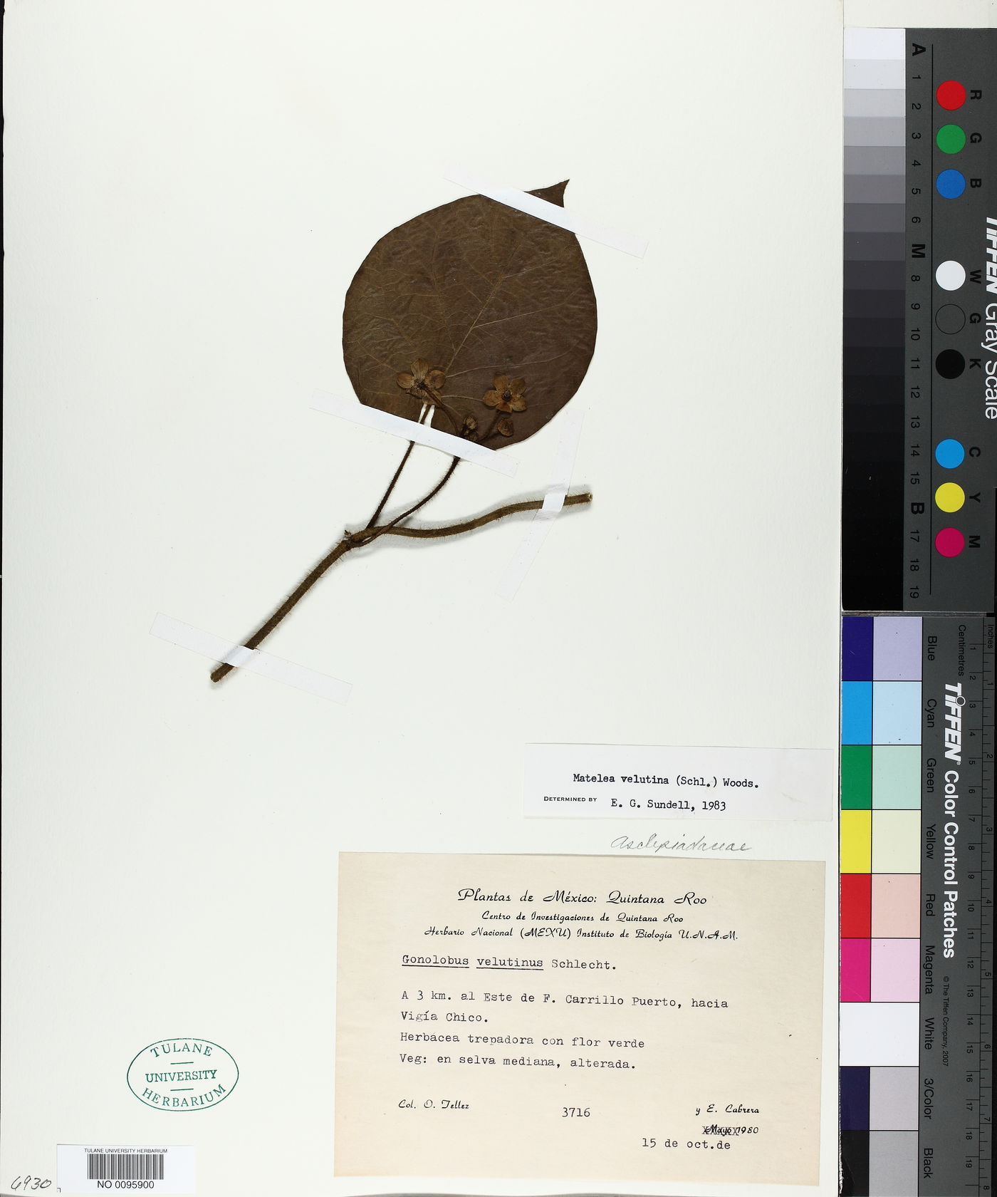Matelea velutina image