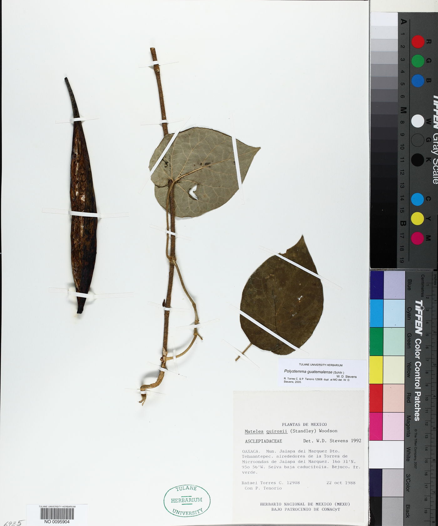 Polystemma guatemalense image