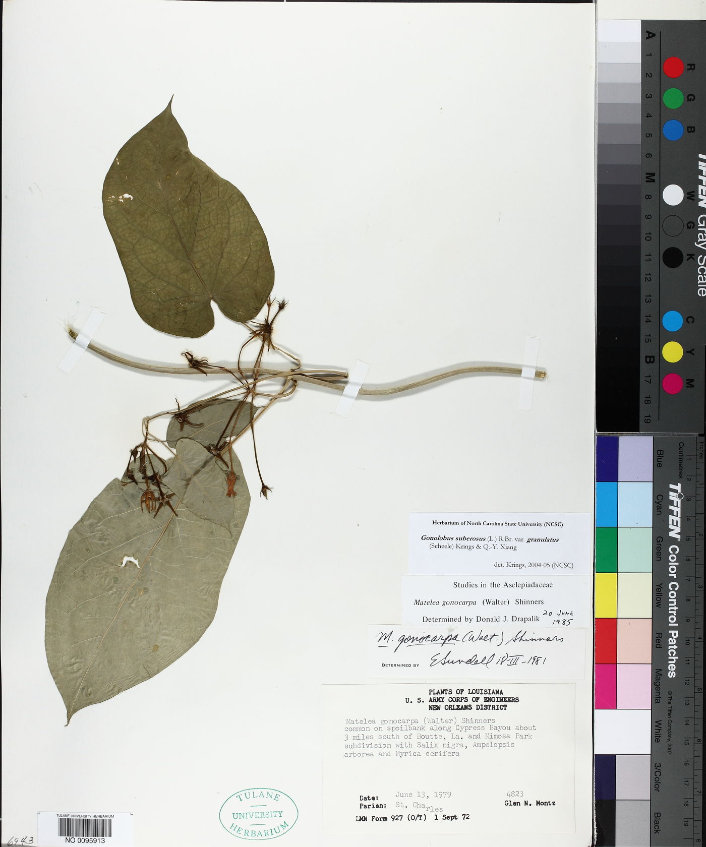 Gonolobus suberosus var. granulatus image