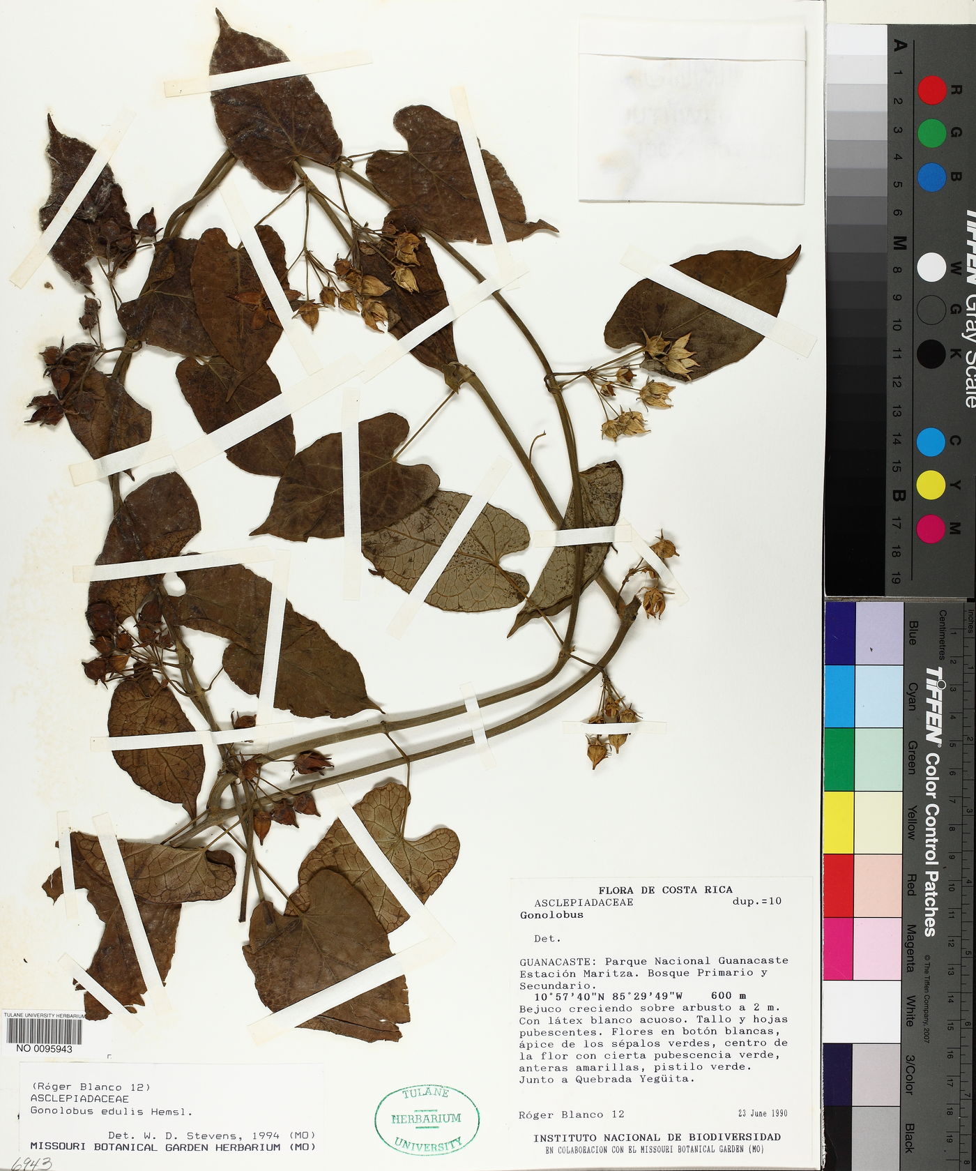 Gonolobus edulis image
