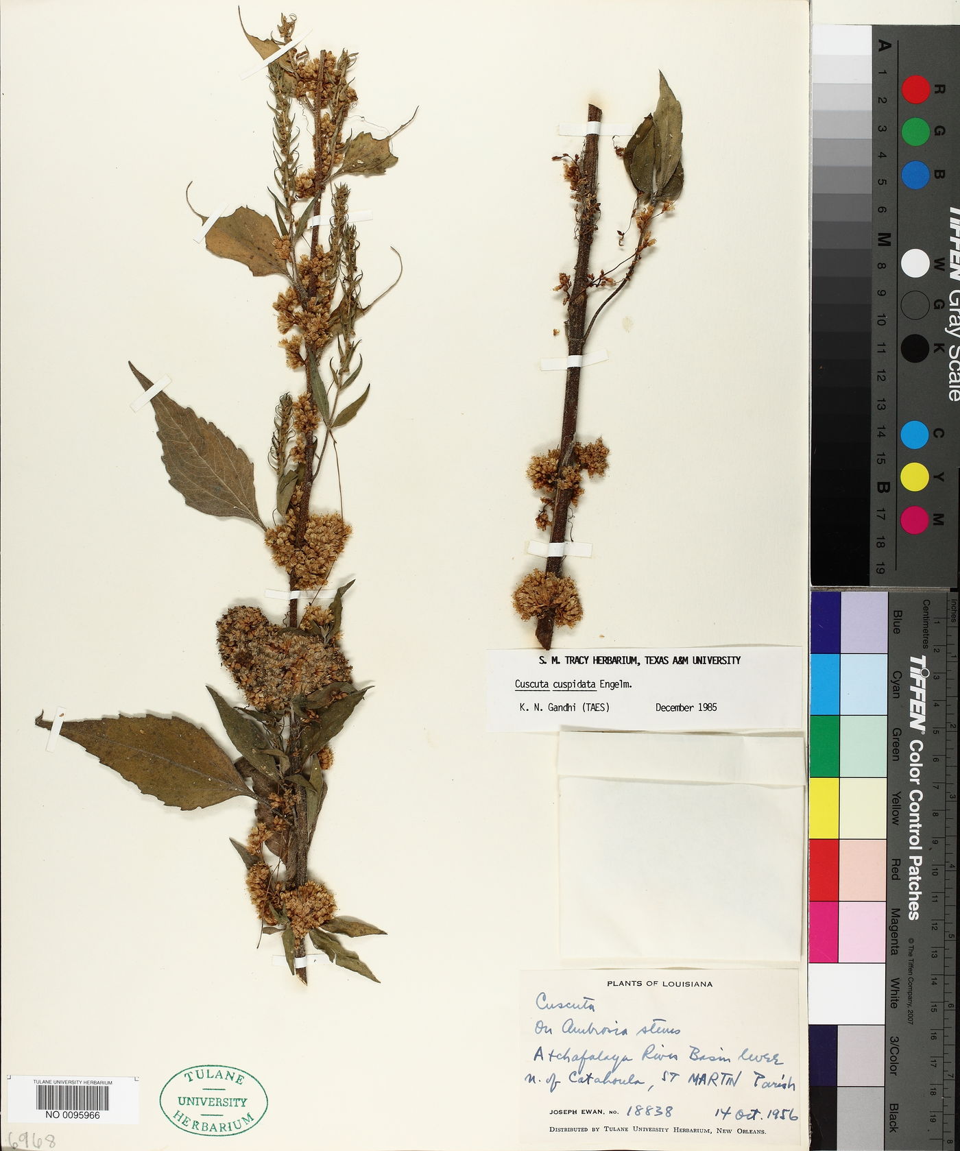 Cuscuta cuspidata image