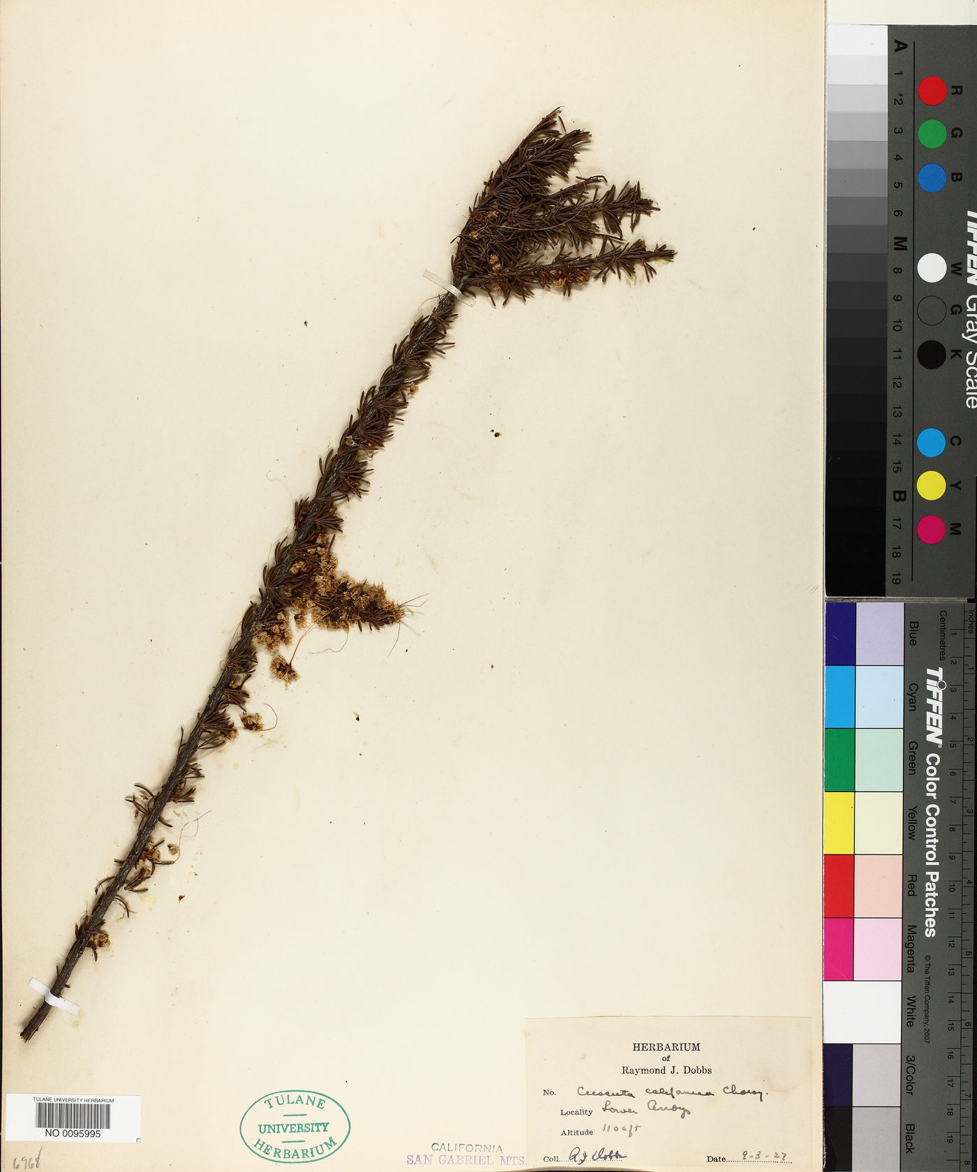 Cuscuta californica image