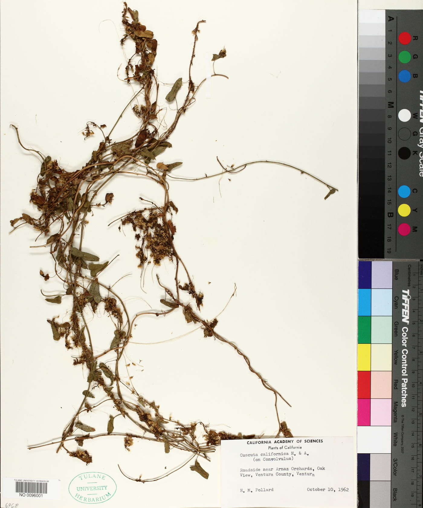 Cuscuta californica image