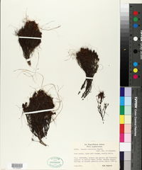 Image of Cuscuta stenolepis