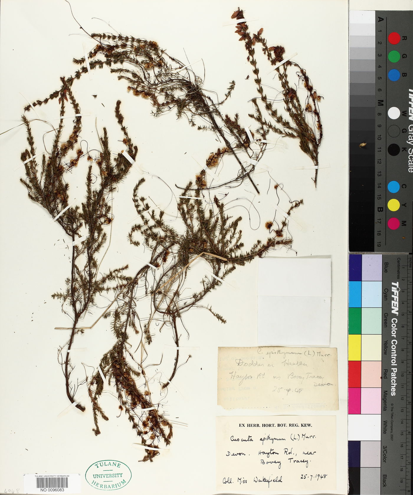 Cuscuta epithymum image