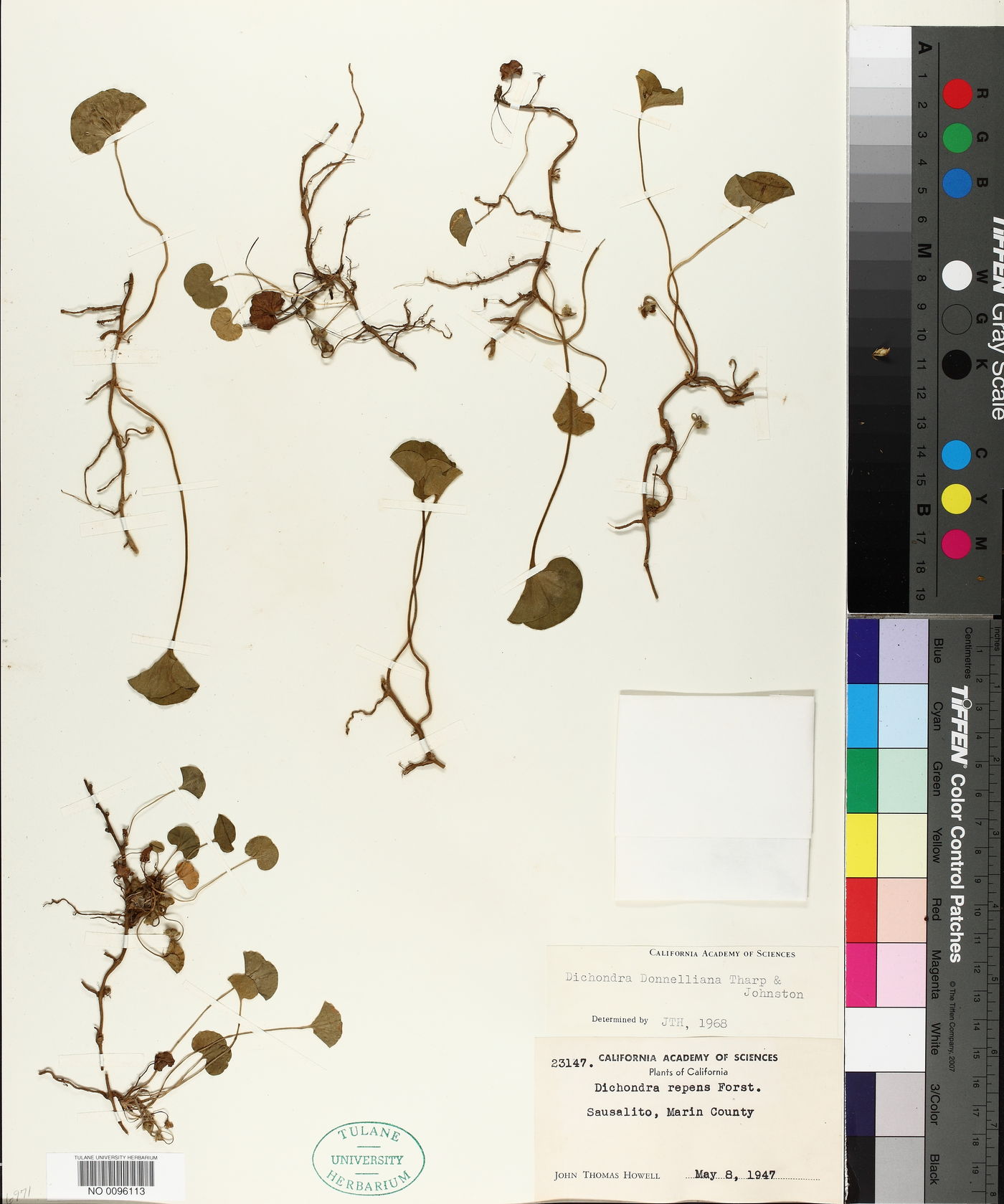 Dichondra donnelliana image