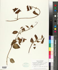 Jacquemontia tamnifolia image