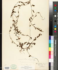 Jacquemontia verticillata image