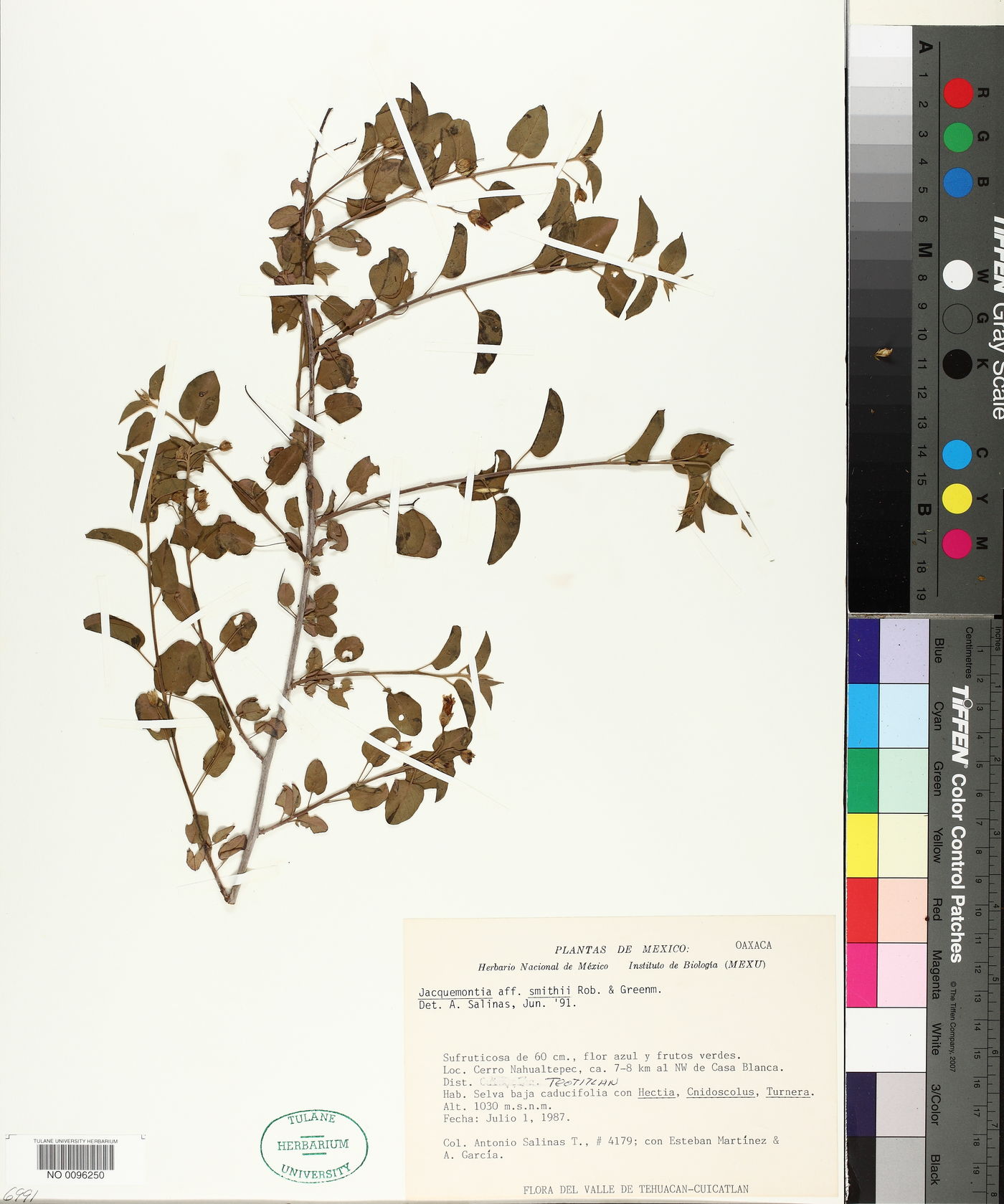 Jacquemontia smithii image