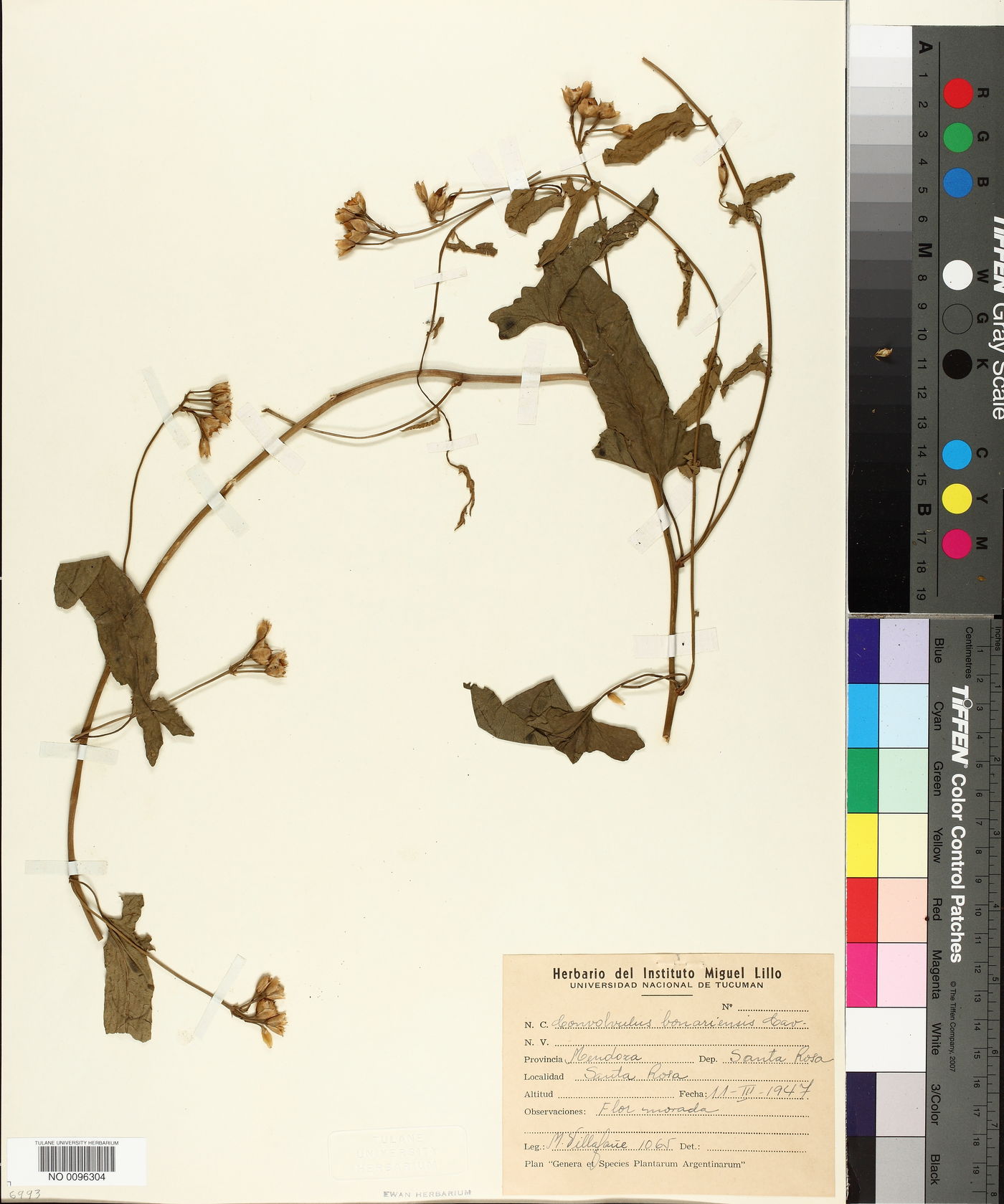 Convolvulus bonariensis image