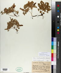 Calystegia collina subsp. collina image
