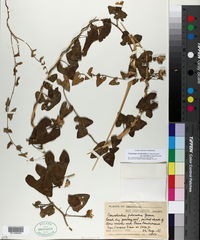 Calystegia occidentalis subsp. fulcrata image