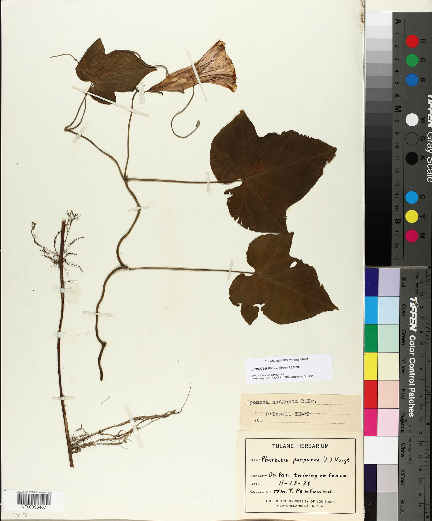 Ipomoea indica image