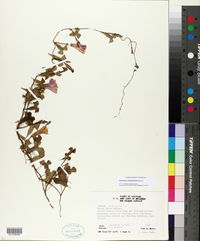 Ipomoea cordatotriloba image