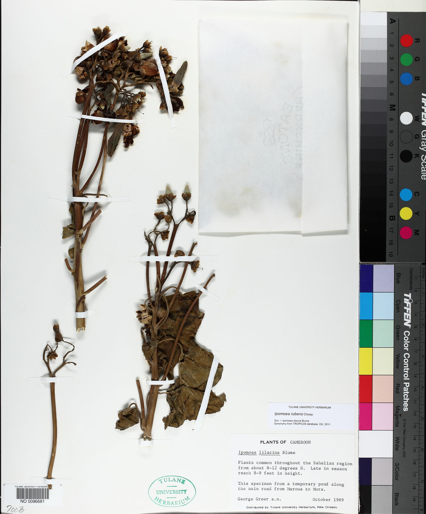 Ipomoea rubens image