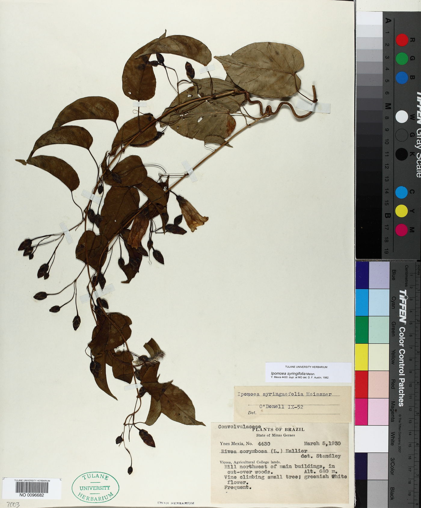 Ipomoea syringifolia image