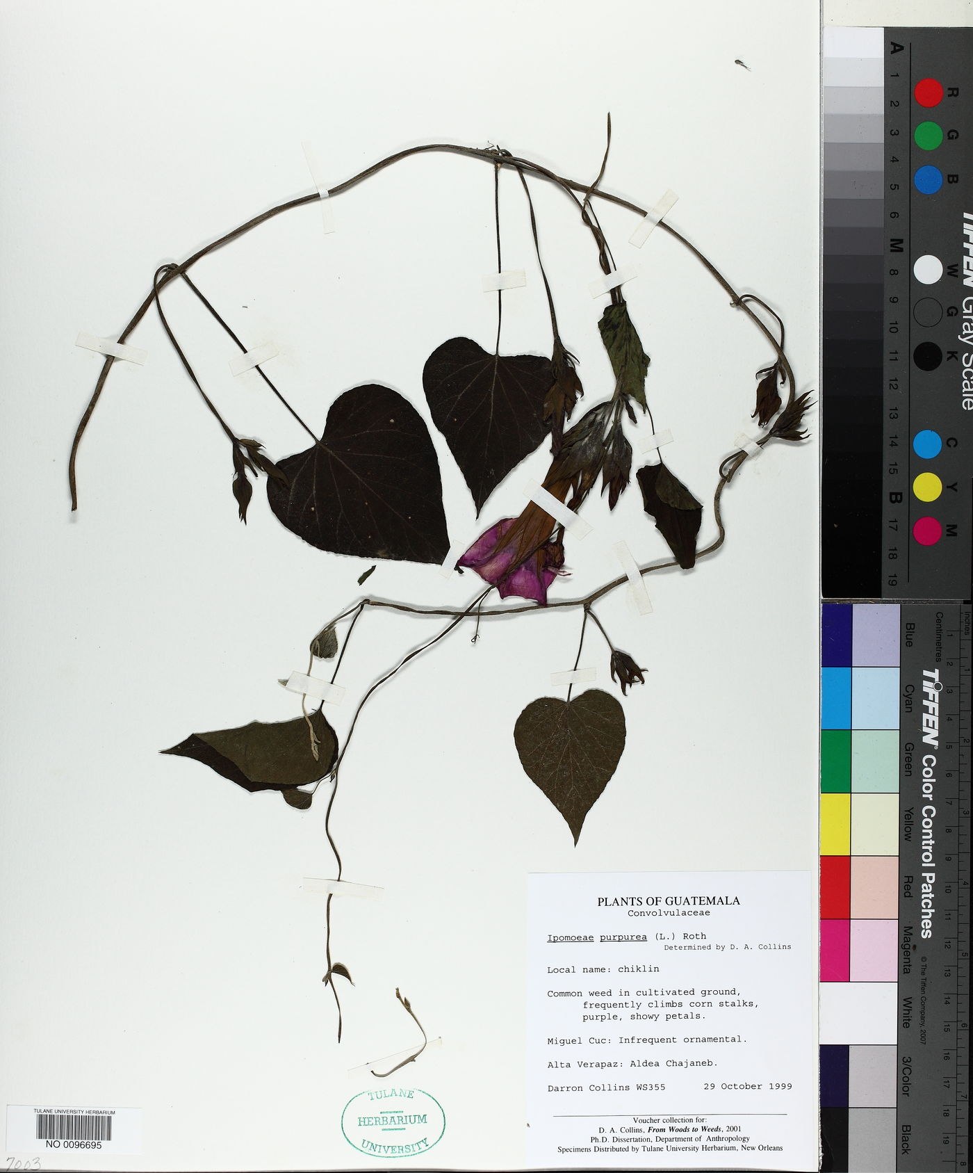 Ipomoea purpurea image