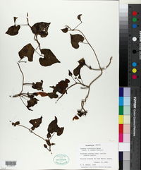 Ipomoea crinicalyx image