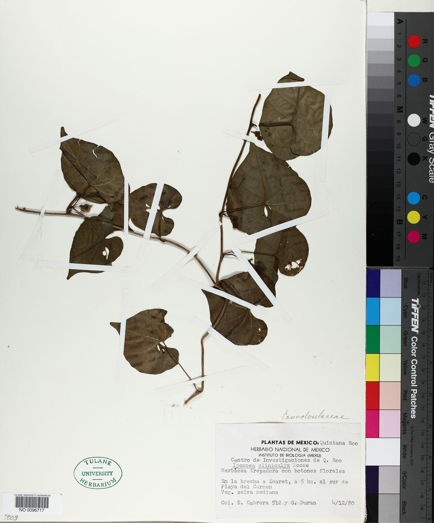 Ipomoea crinicalyx image