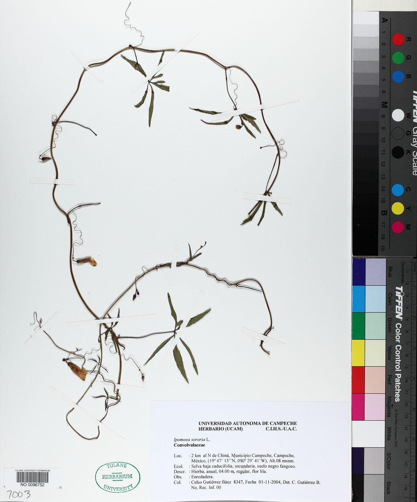 Ipomoea sororia image
