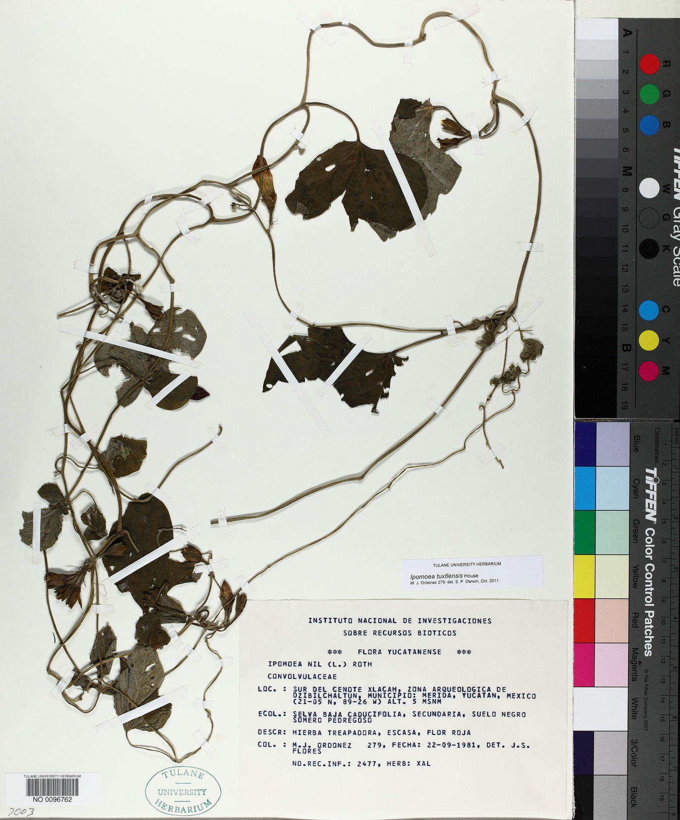 Ipomoea tuxtlensis image